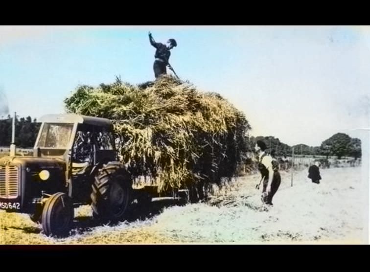 Collecting Hay in 1960s