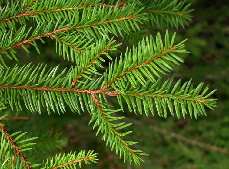 Spruce (Picea spp)